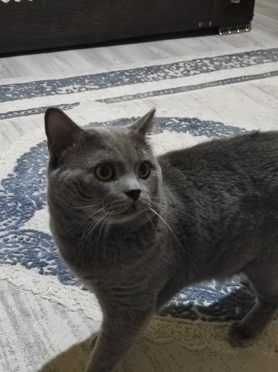 Kedi