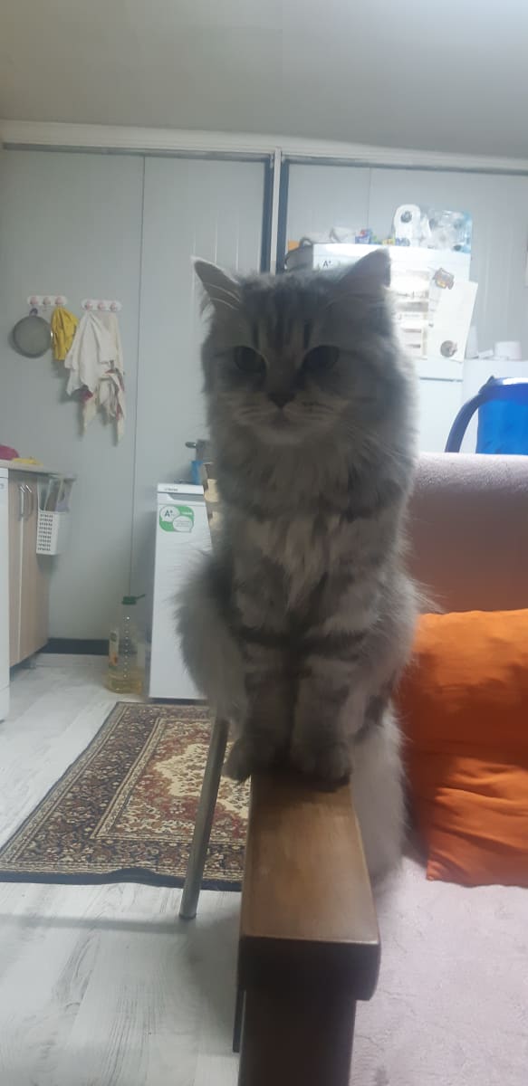 İlan - küçük resim 2