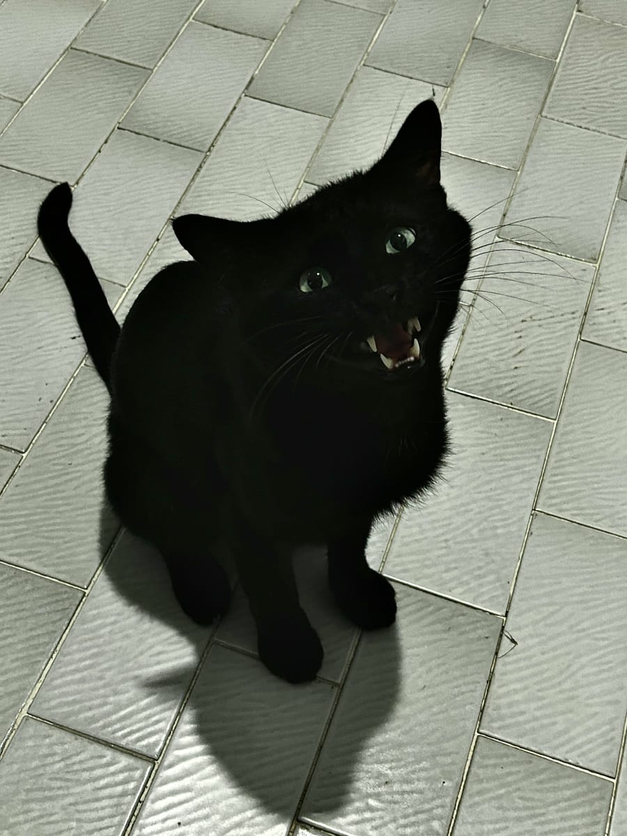 Zeytin - Fotoğraf 2