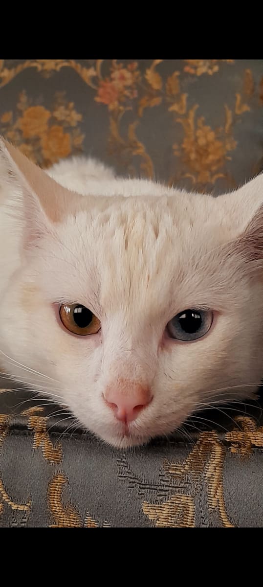 Kedi