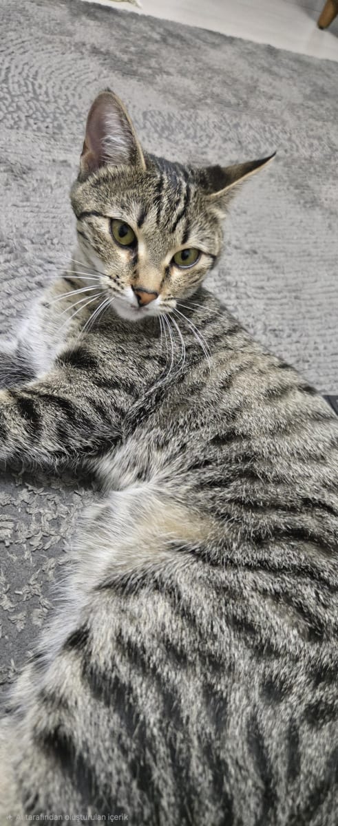 Kedi