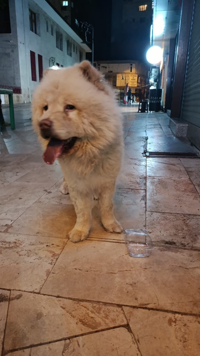 bilinmiyor - Köpek - Bulundu