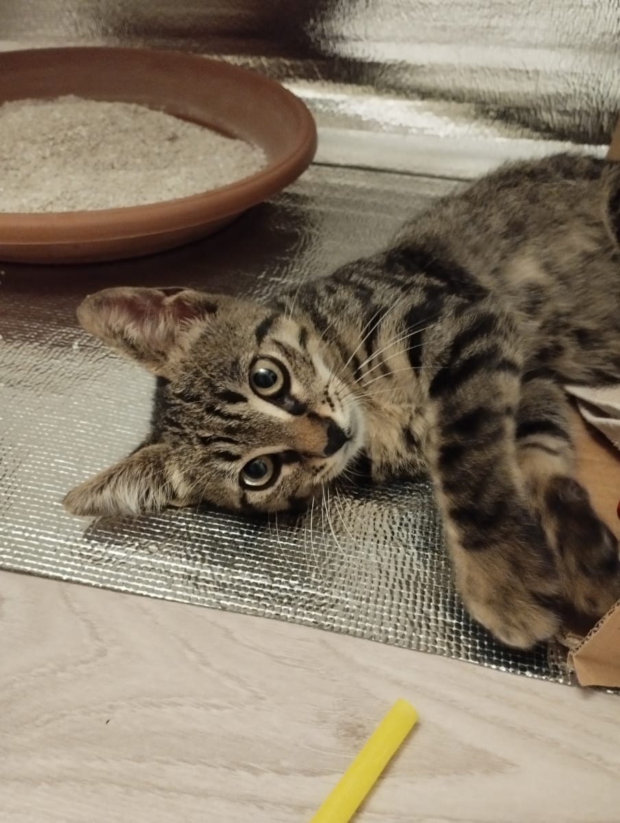 Kedi