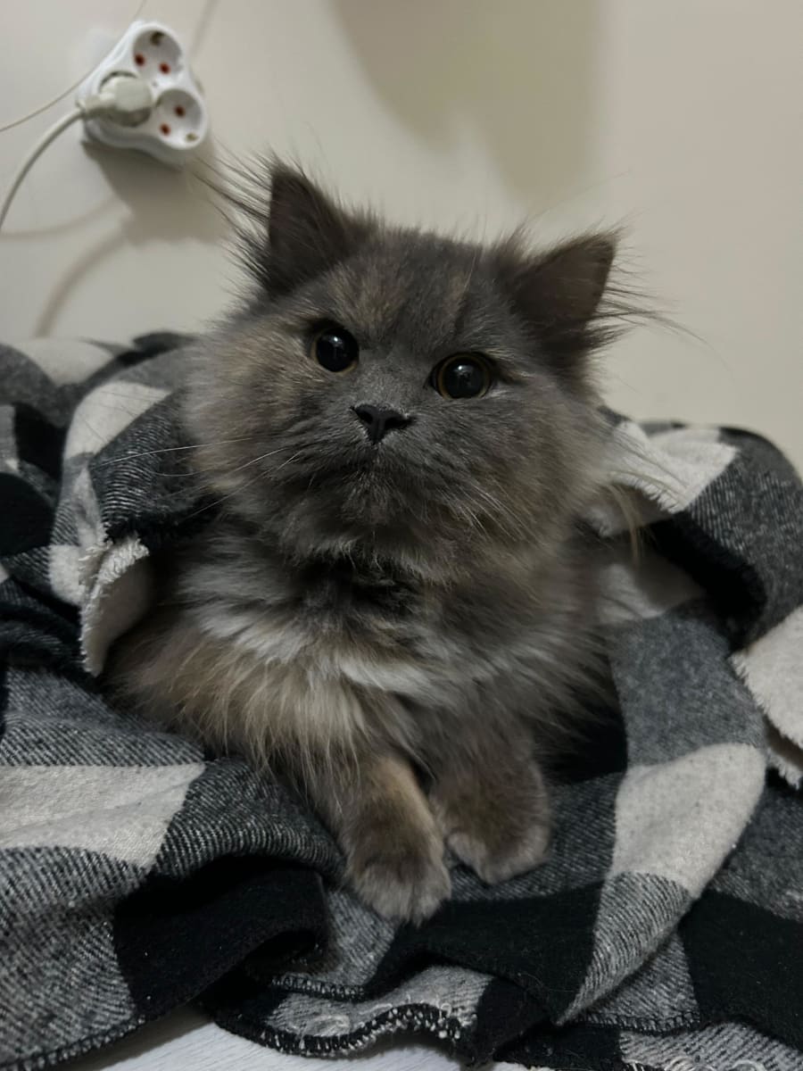 Kedi