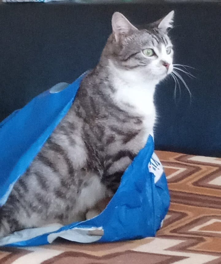 Şanslı - Kedi - Kayıp