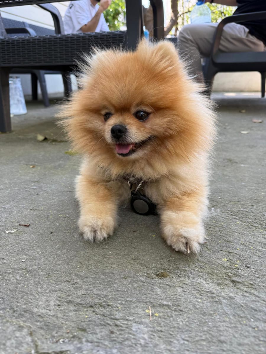 Leo - Fotoğraf 2