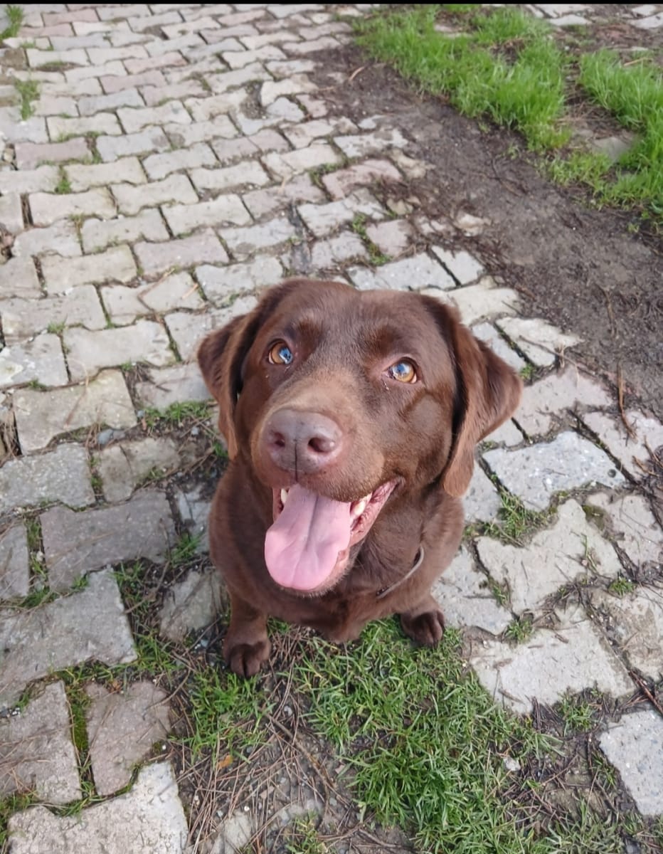 Vivi - Köpek - Kayıp