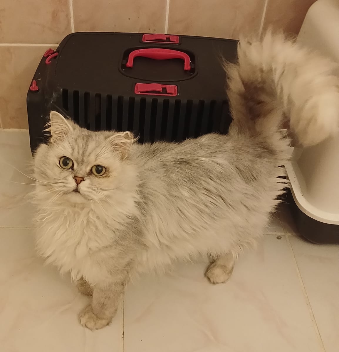 Kedi
