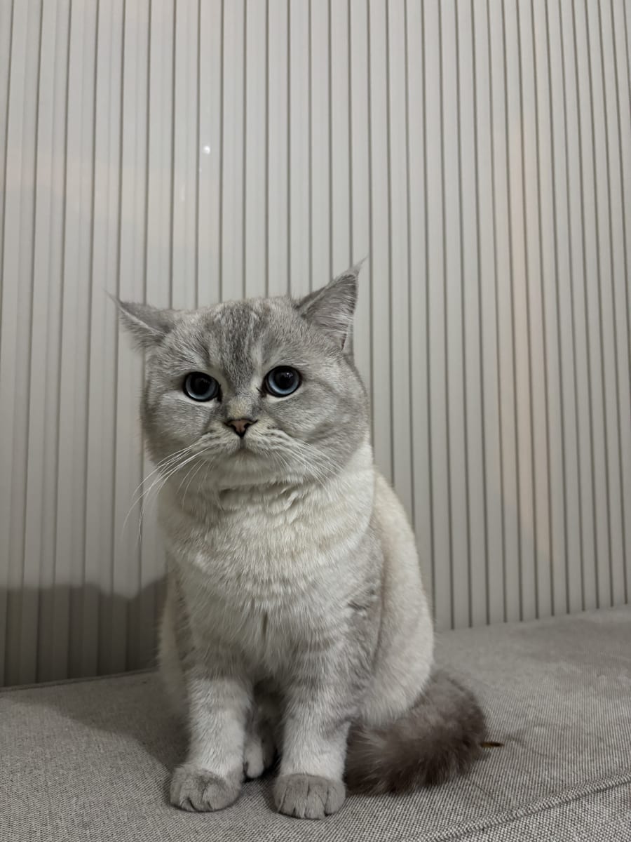 Pamuk  - Fotoğraf 4