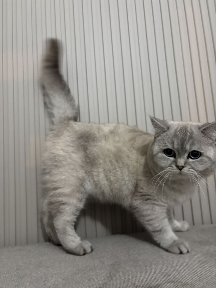 Pamuk  - Fotoğraf 3