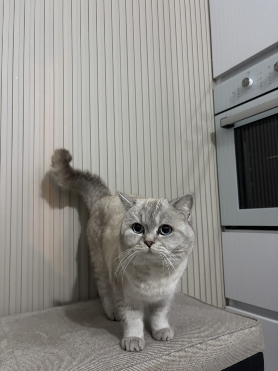 Pamuk  - Fotoğraf 2