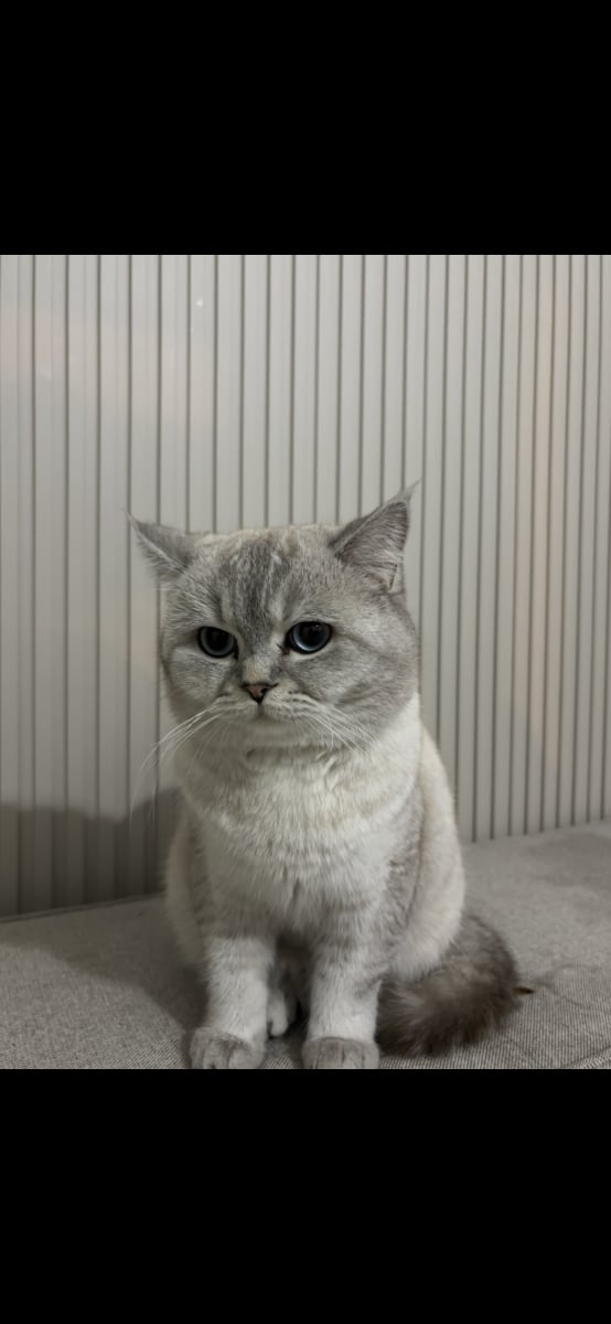 Pamuk - Kedi - Sahiplendirme