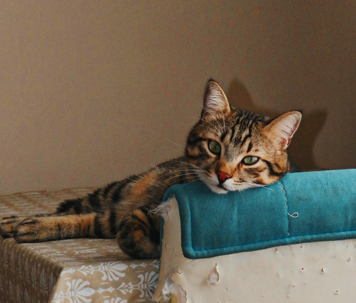 Tekir - Kedi - Kayıp