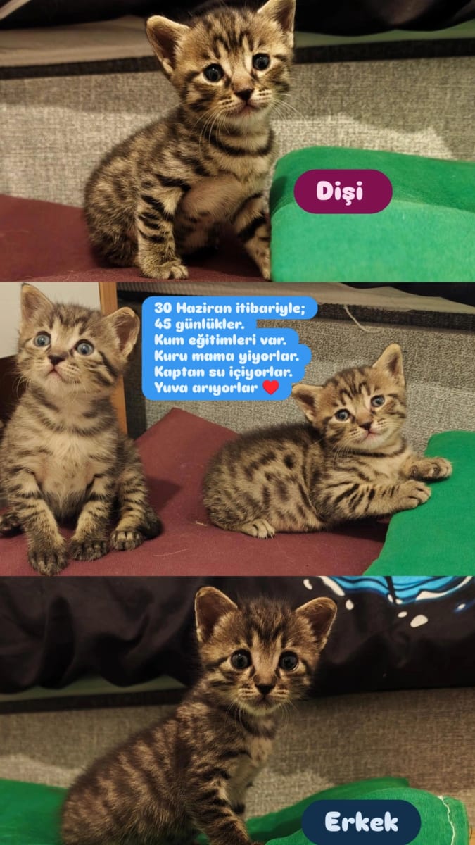 Kedi