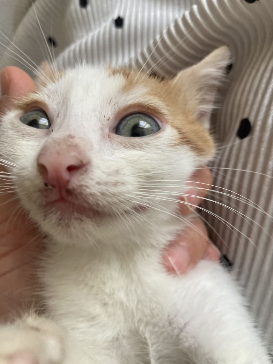 Boncuk - Kedi - Sahiplendirme