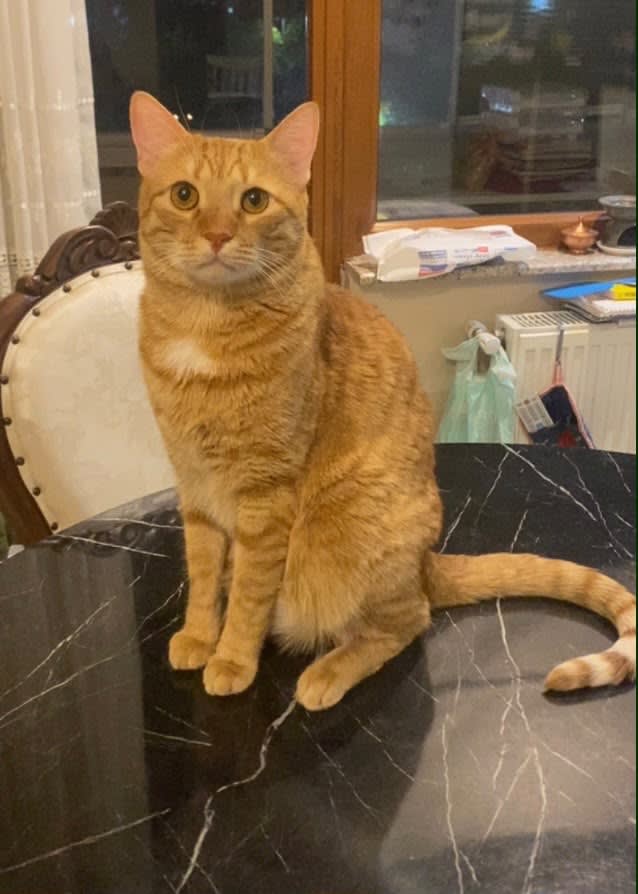 Simba - Kedi - Kayıp
