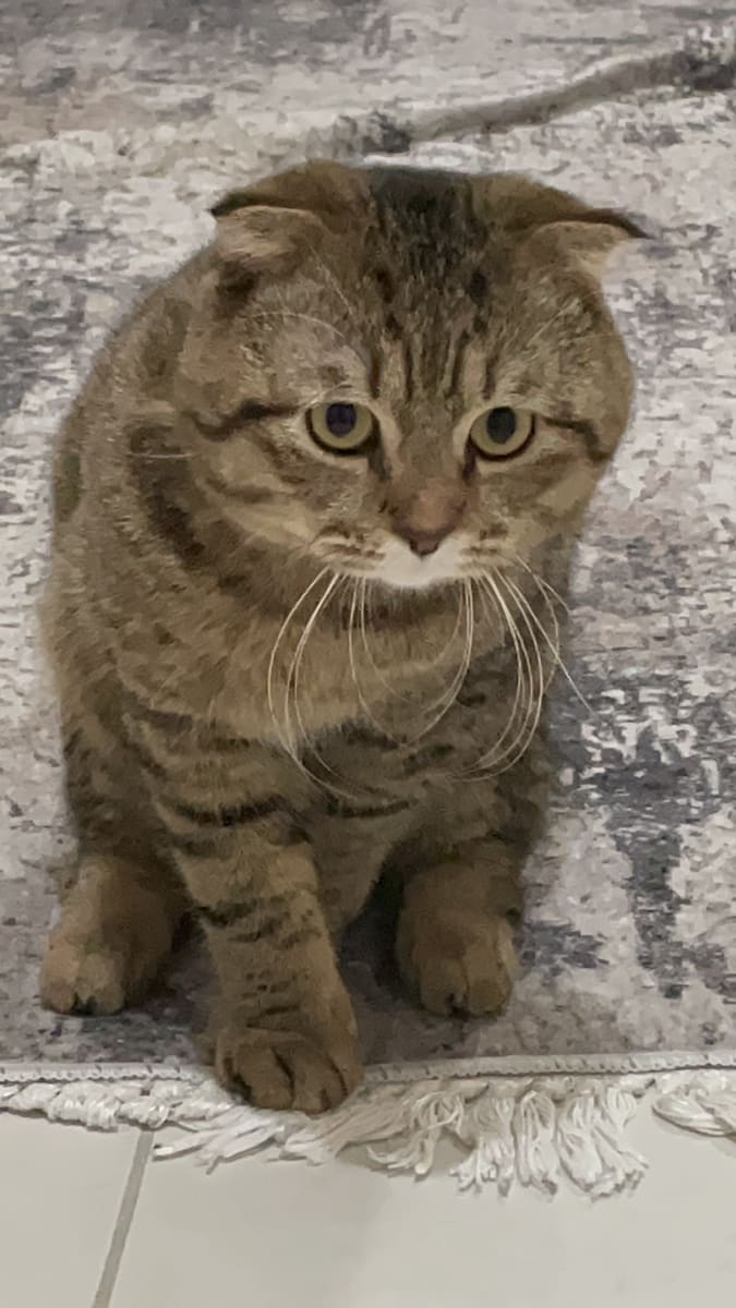 Laz ziya - Fotoğraf 3