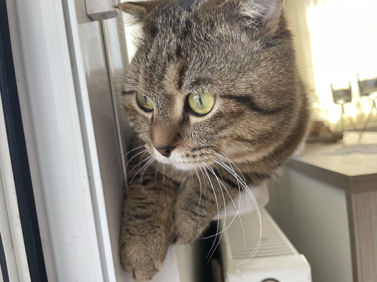 Laz ziya - Kedi - Kayıp