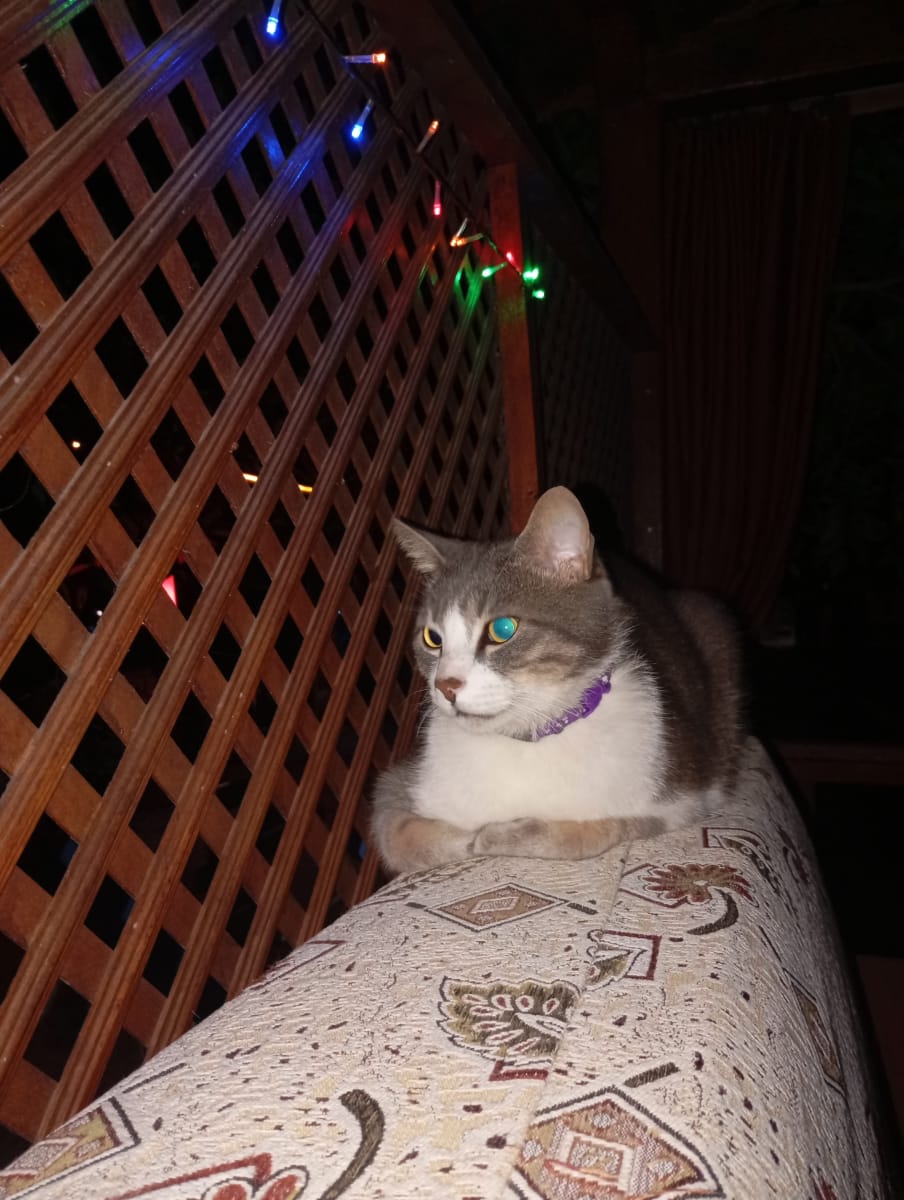 Şans - Kedi - Kayıp