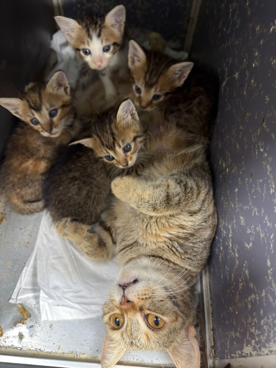 Kedi - Pendik