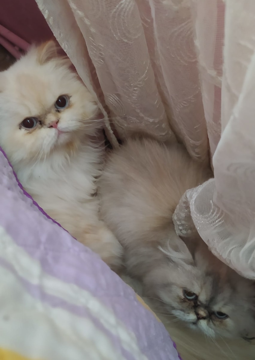 Kedi - Beylikdüzü
