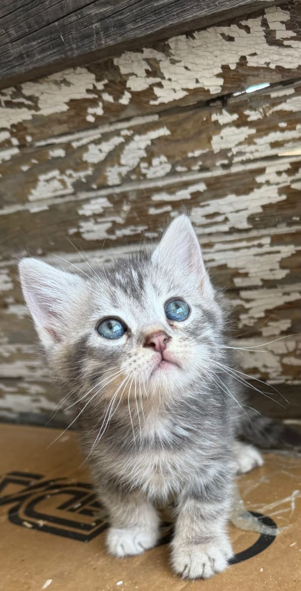 Kedi - Beylikdüzü