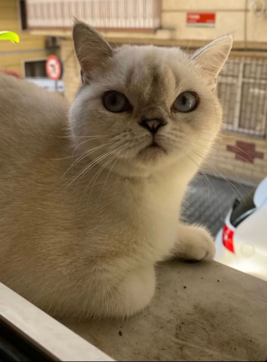 Kedi - Kağıthane