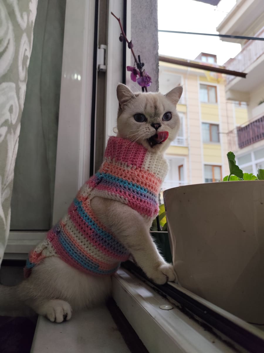 İlan - küçük resim 3