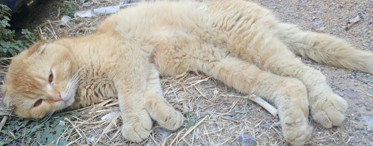 Kedi - Pendik