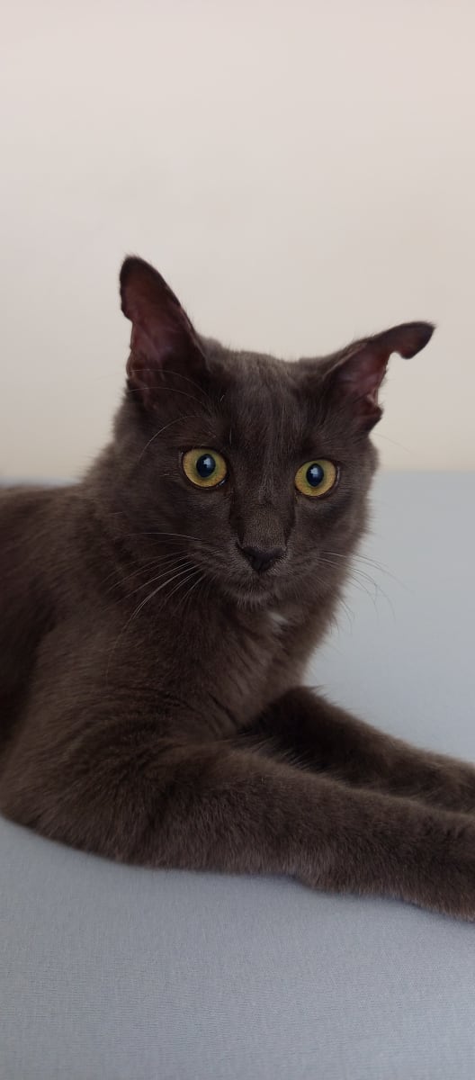 Kedi - Başakşehir