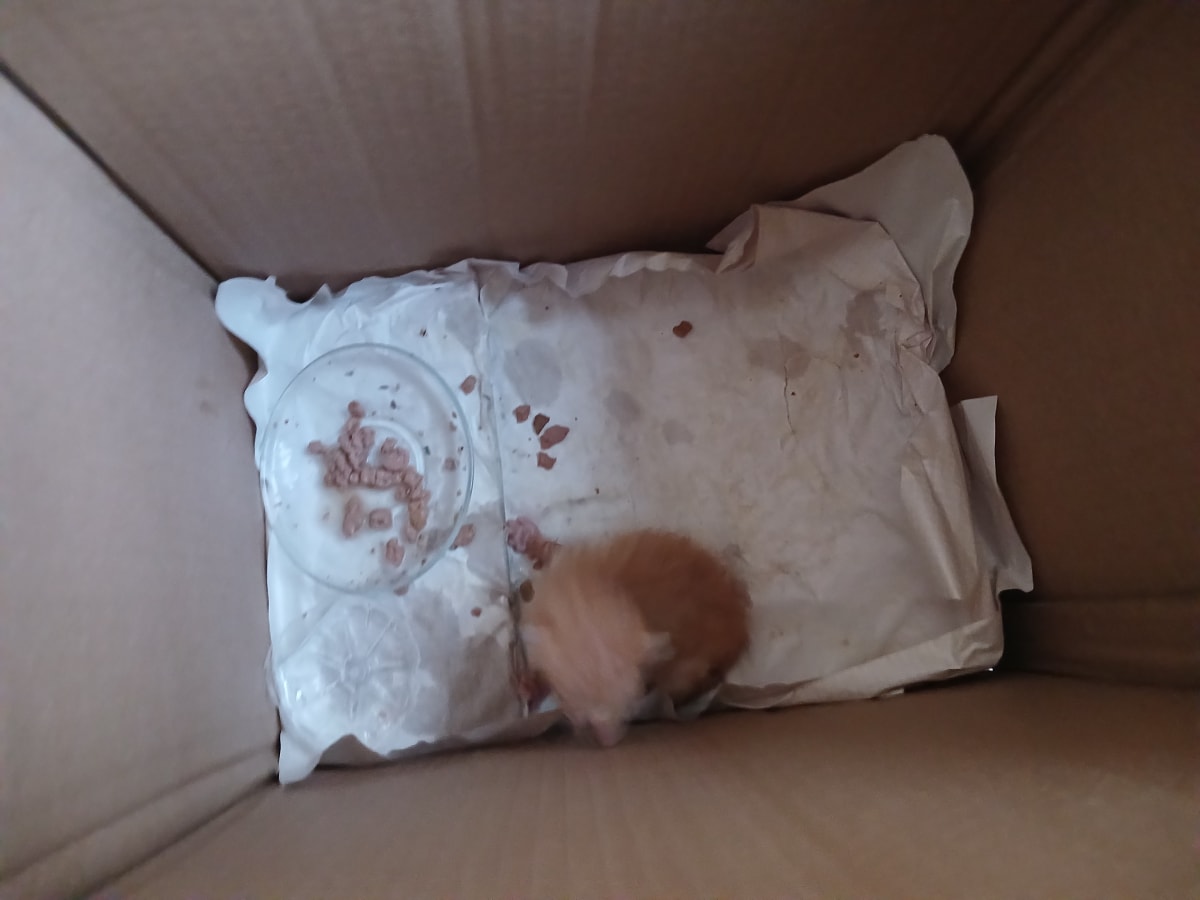 Kedi - Marmaraereğlisi