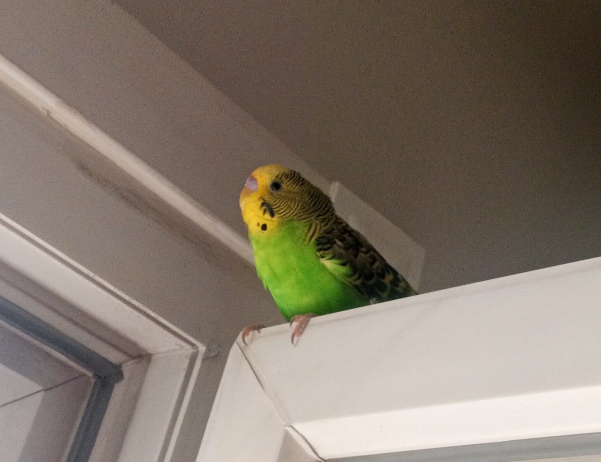 loki - Fotoğraf 3