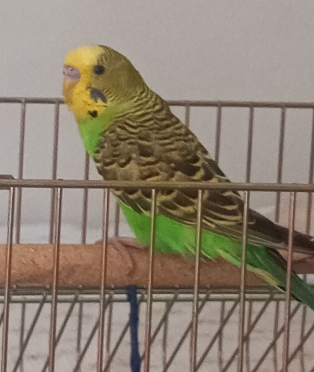 loki - Fotoğraf 2