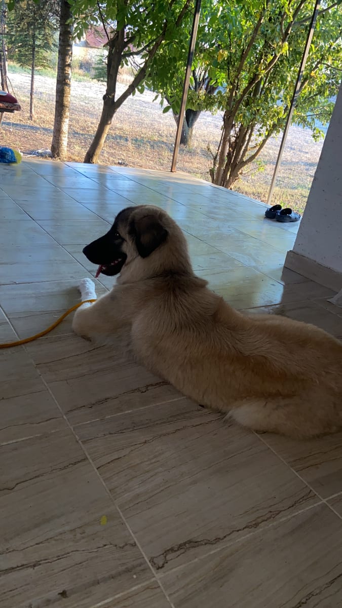 Yogi - Fotoğraf 4