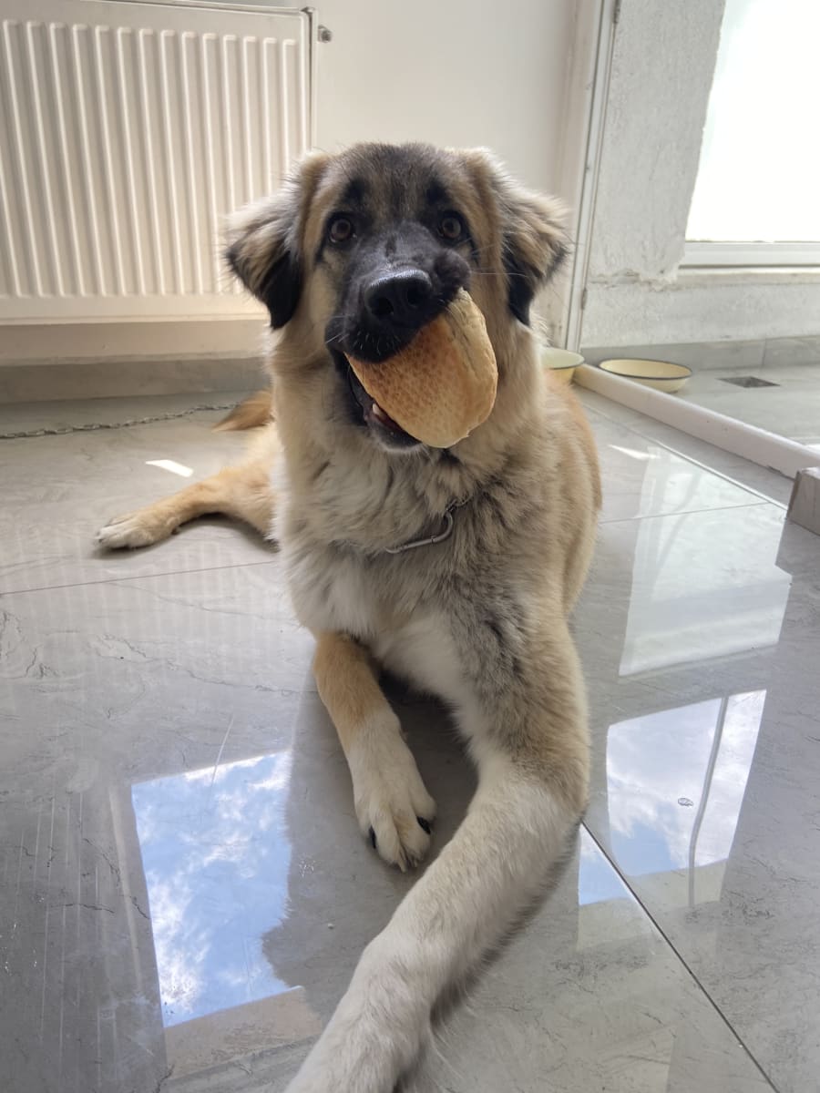Yogi