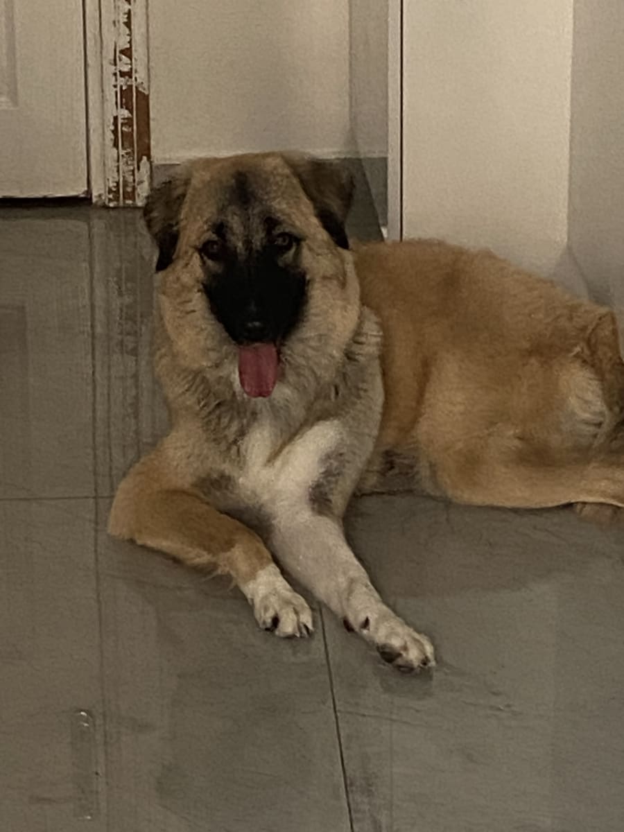 Yogi - Fotoğraf 2