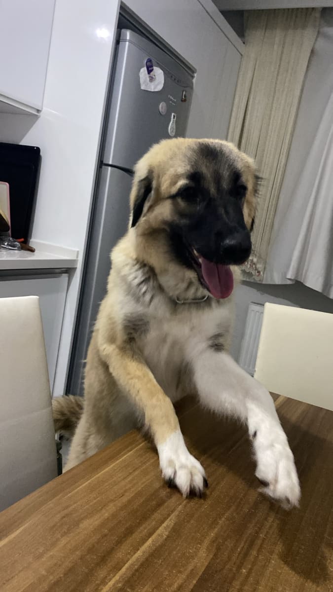 Yogi - Fotoğraf 5