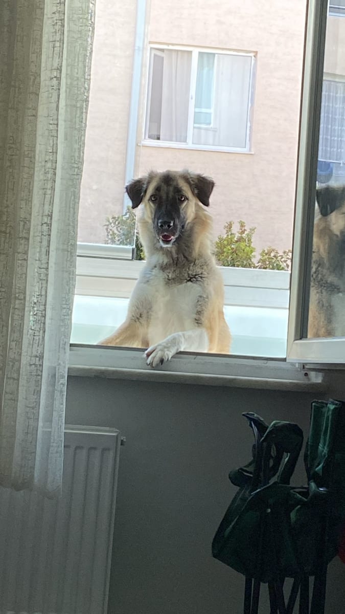Yogi - Fotoğraf 3