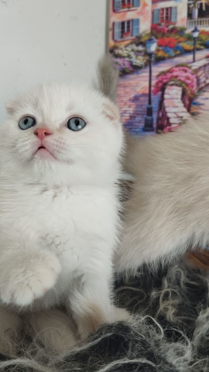 Kedi - Merkez