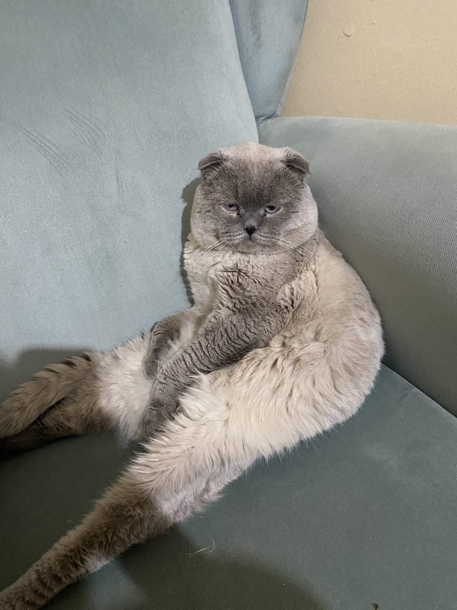 Dodi