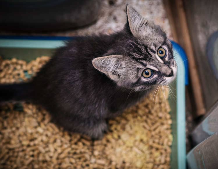Comment Apprendre A Son Chat A Utiliser La Litiere