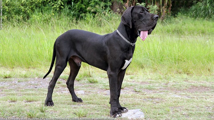 Jack Russell Sante Alimentation Comportement Histoire Caracteristiques