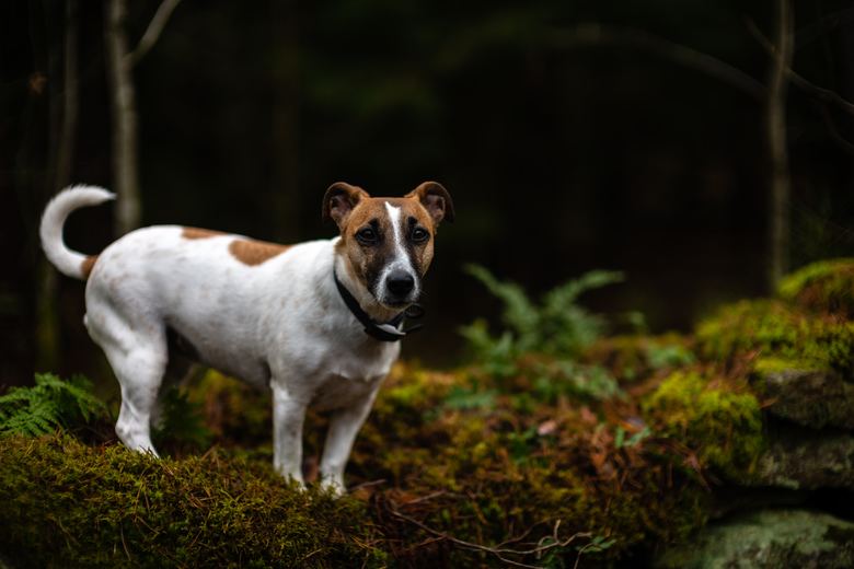Jack Russell Sante Alimentation Comportement Histoire Caracteristiques