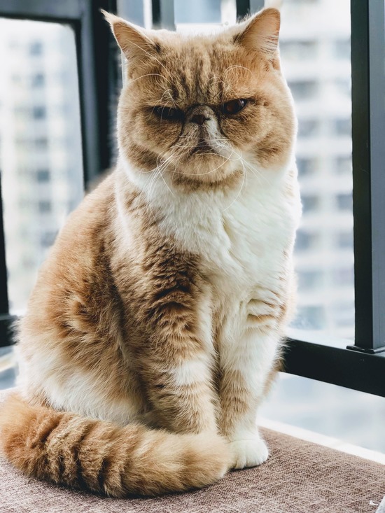 Exotic Shorthair Sante Alimentation Comportement Histoire Caracteristiques