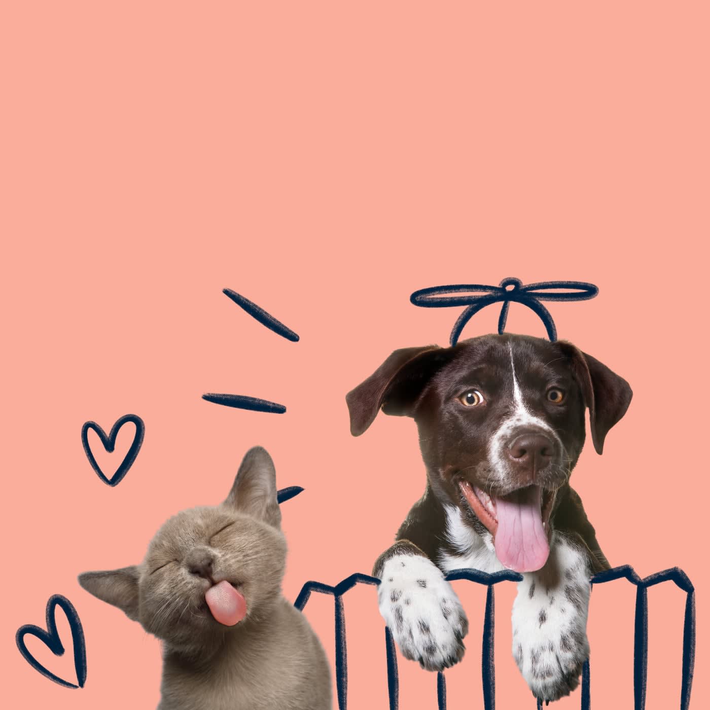 Which one’s your pet?