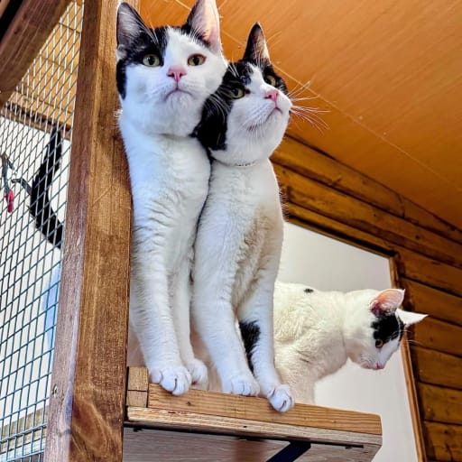 Anzio Kittens