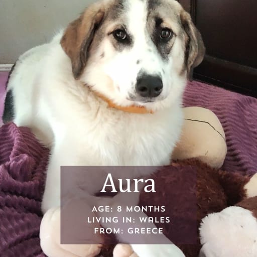 Aura