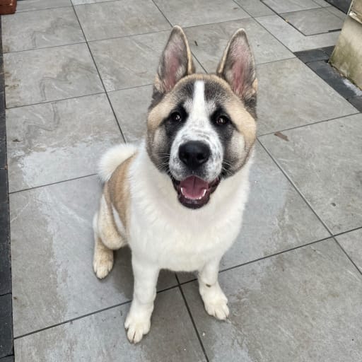 Zeus