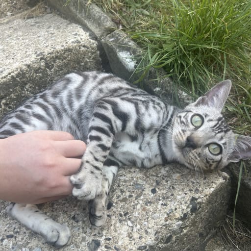 Orion (Ori)