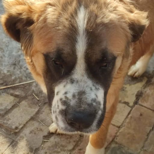 Berni
